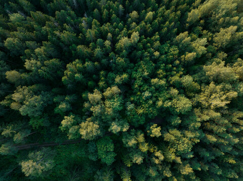 Aerial view of forest in autumn season during sunset