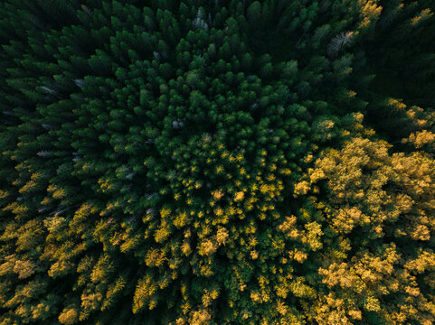 Aerial view of forest in autumn season during sunset
