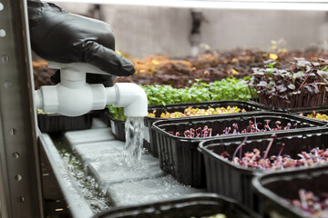 Irrigation system in a greenhouse for growing microgreens. Watering micro greens.