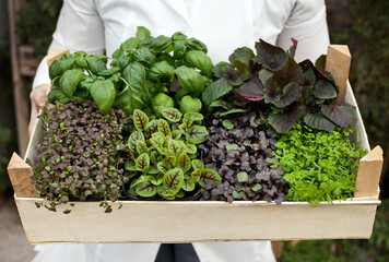 The farmer is holding a crate full of fresh and organic vegetables, microgreens and lettuce. Small healthy and bio food business.