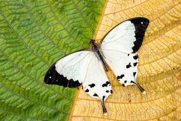 African swallowtail - Papilio dardanus, beautiful large butterfly from African woodlands and gardens, Andasibe, Madagascar.