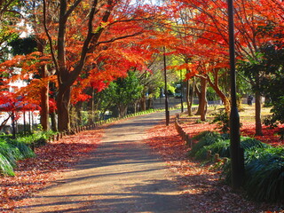 紅葉の道