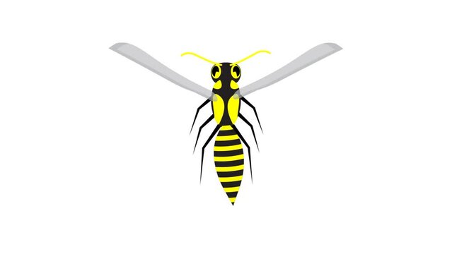 Animated striped wasp flies fast and flaps its wings. Insect predators in wild. Cartoon looped video isolated on white background