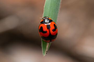 A transverse Ladybug in India. © தமிழ் இனியன்