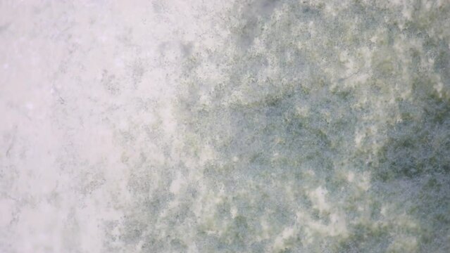 Backgrounds of Characteristics Colony of Mold growing on bread and on the waste water surface under the microscope in Microbiology laboratory.