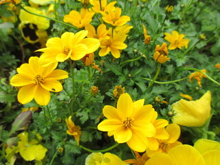 秋の花壇に美しく咲く、黄色が鮮やかなBidensの花