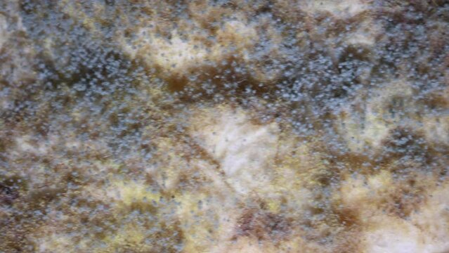 Backgrounds of Characteristics Colony of Mold growing on bread and on the waste water surface under the microscope in Microbiology laboratory.
