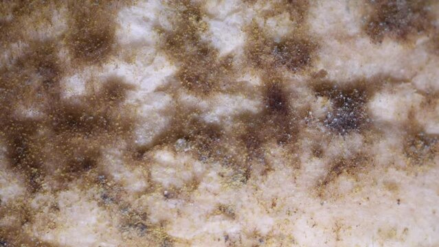 Backgrounds of Characteristics Colony of Mold growing on bread and on the waste water surface under the microscope in Microbiology laboratory.