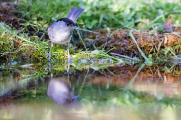 Eurasian blackcap (Sylvia atricapilla) sitting at a pond in spring.