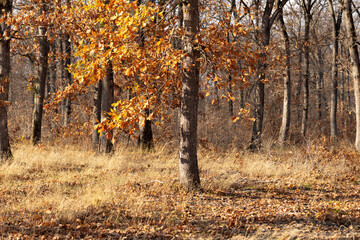 Obraz premium Autumn in the forest