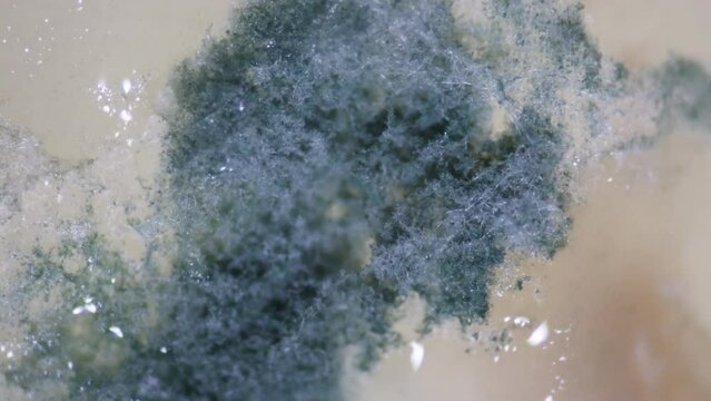 Backgrounds of Characteristics Colony of Mold growing on bread and on the waste water surface under the microscope in Microbiology laboratory.