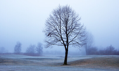 landscape with a bare tree in the morning at sunrise in the autumn time by the lake,