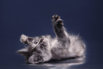 funny Maine Coon Kitten on a blue background. cat portrait in photo studio