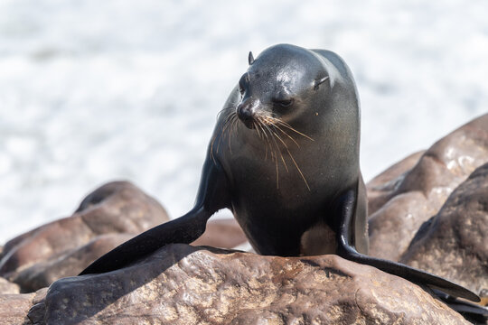 One fur seal emerging from the water along the rocky coast of the cape cross seal colony in Namibia.