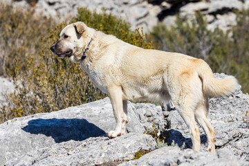 portrait of a herd dog, patou breed