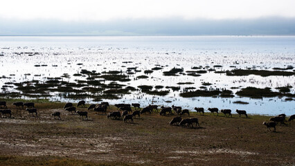 Sheep grazing on Lake George 