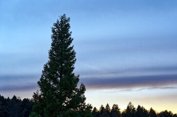 Beautiful colorful evening winter sky at City of Zürich district Schwamendingen with silhouette of fir trees and focus on foreground. Photo taken January 10th, 2023, Zurich, Switzerland.