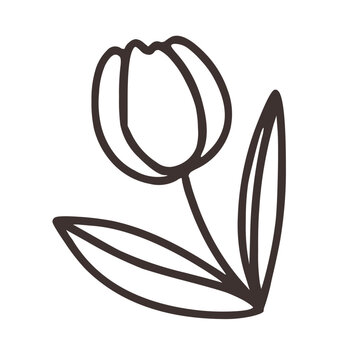 tulib flower
