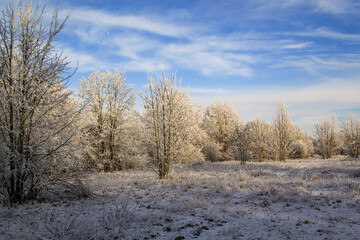 Obraz na płótnie Canvas Mit Rauhreif überzogene Büme in einer kalten Winterlandschaft.