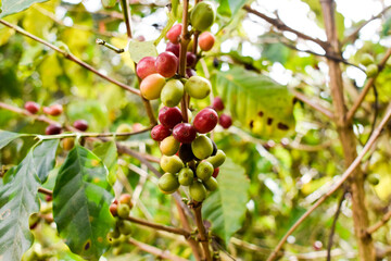 Ripe red coffee fruits on the tree. Close-up coffee beans on tree branch.