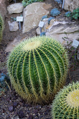 Ein großer runder Kaktus, ein sogenannter Schwiegermutterstuhl.