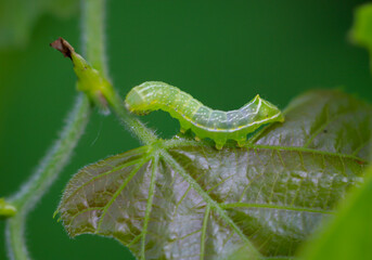 Die Raupe einer Pyramideneule, Amphipyra pyramidea auf einem Blatt.
