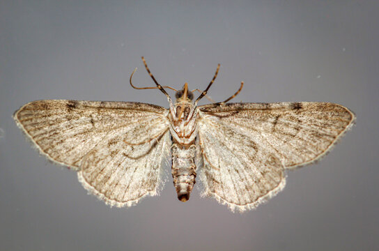 Vermutlich der Gro&szlig;e Wacholder-Bl&uuml;tenspanner (Eupithecia intricata) auf einer Glasscheibe.