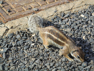 Nahaufnahme eines Atlashörnchen auf Fuerteventura. Eine eingeschleppte Art.
