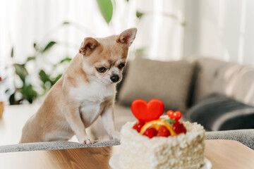 Dog wanted Valentine's Day cake. Funny chihuahua asking sweet pie with heart shape for Valentine day.