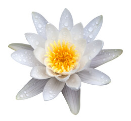 Victoria amazonica, water lilie © BSANI