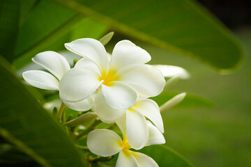 Obraz na płótnie Canvas close up white frangipani flower