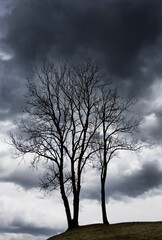 Fototapeta na wymiar Bare trees in the autumn time,mourning motif