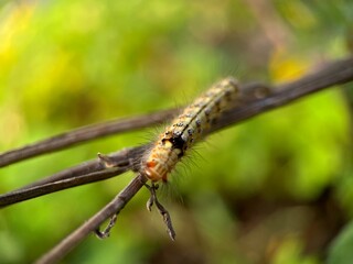 Selective focus view moth caterpillar walking on wood branch with blurred background. Macro photography.