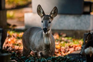 Reh zwischen Gräbern am Wiener Zentralfriedhof