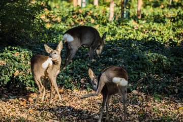Rehe spazieren durch den Wald