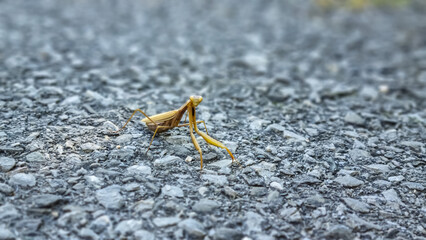 Close up view on light green European mantis in Lake Skadar National Park, Montenegro, Balkans, Europe. Large hemimetabolic insect called praying mantis. Watching animal in wilderness. Selective focus