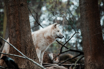 Arktischer Wolf im Wald