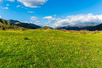 Fototapeta na wymiar beautiful green meadow with yellow flowers and young spring grass on foreground and amazing mountains on background