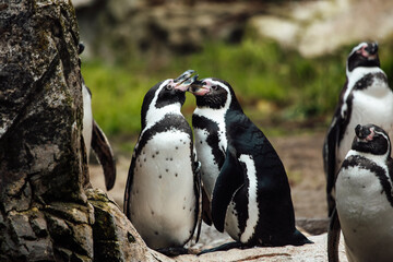 Humboldtpinguine 