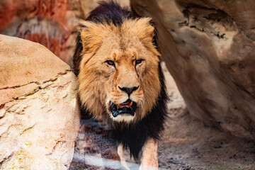 Männlicher stolzer Löwe