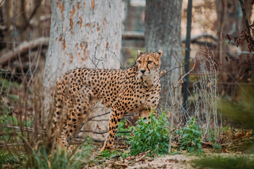 Stehender Gepard