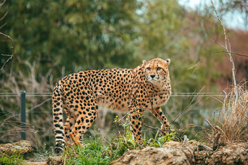 Herumspazierender Gepard