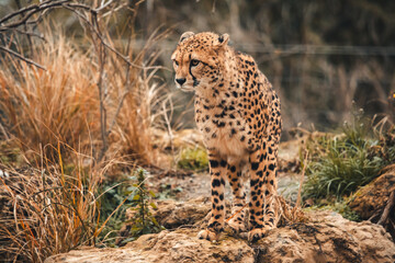 Herumspazierender Gepard © Vanell