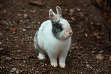 Süßes Hauskaninchen sitzt im Freien am Boden