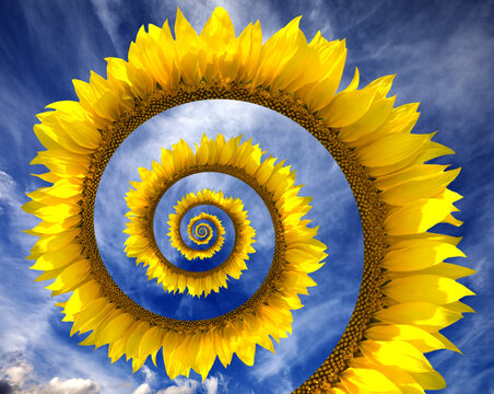 Abstract sunflower spiral