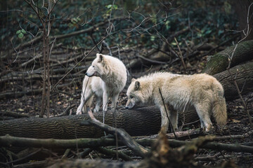 Arktische Wölfe stehen vor Baumstamm