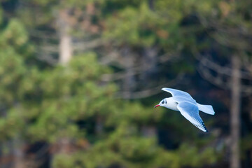 Fliegende Lachmöwe mit Bäumen im Hintergrund