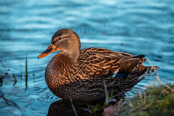 Weibliche Stockente schwimmt im Wasser