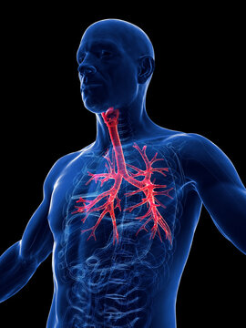 3D Rendered Medical Illustration of a man's bronchi