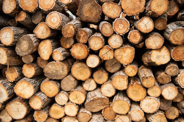 잘 말린 통나무가 쌓여있다.